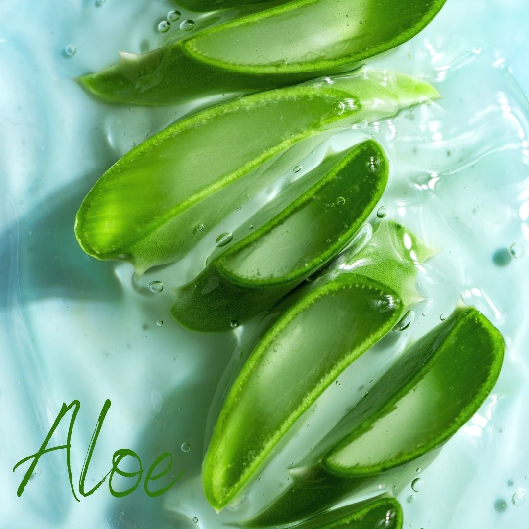 8 Surprising Facts About a Well-Known Plant: Aloe Vera