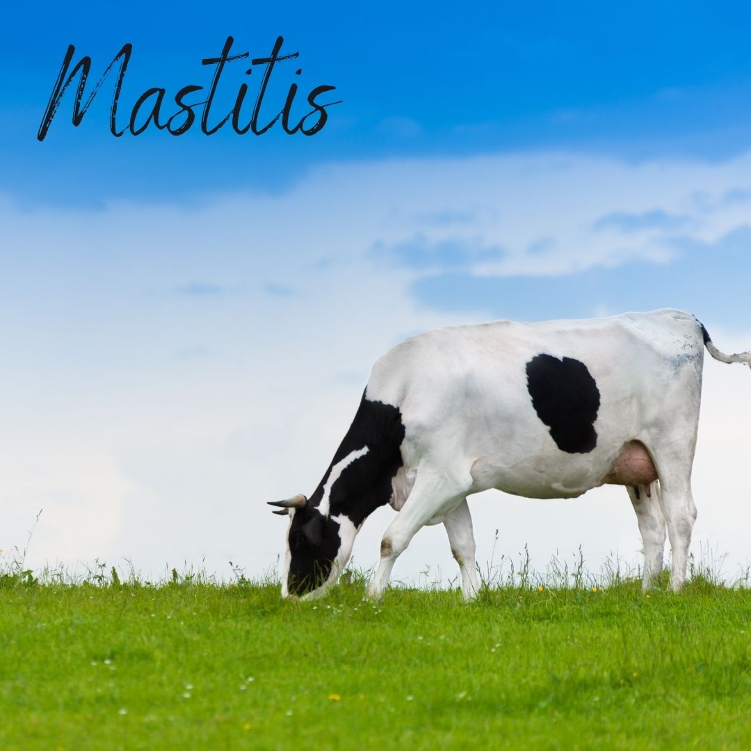 Mastitis in Dairy Cows: Economic Implications and Breakthrough Treatments