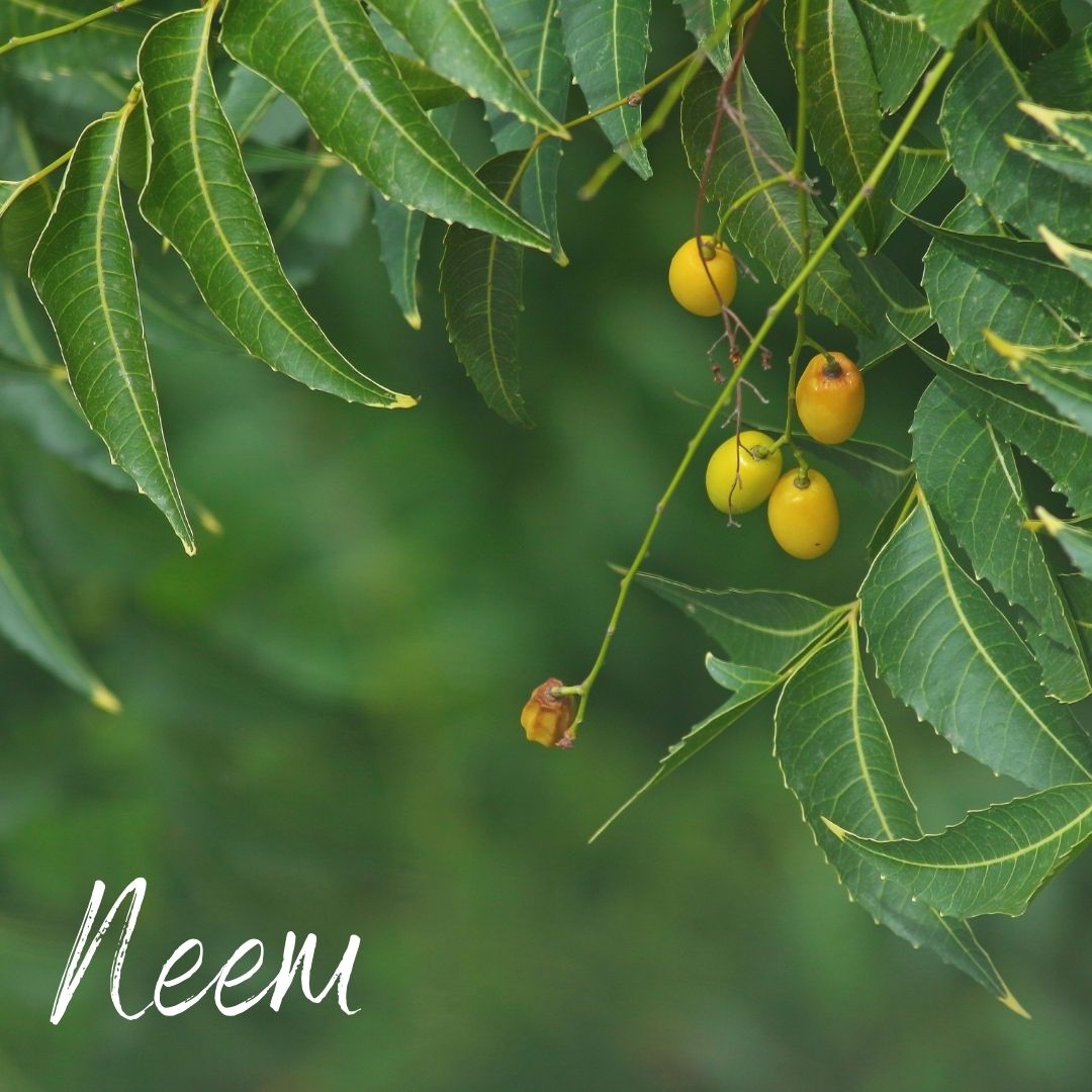 Neem: An Evergreen Tree with Countless Benefits