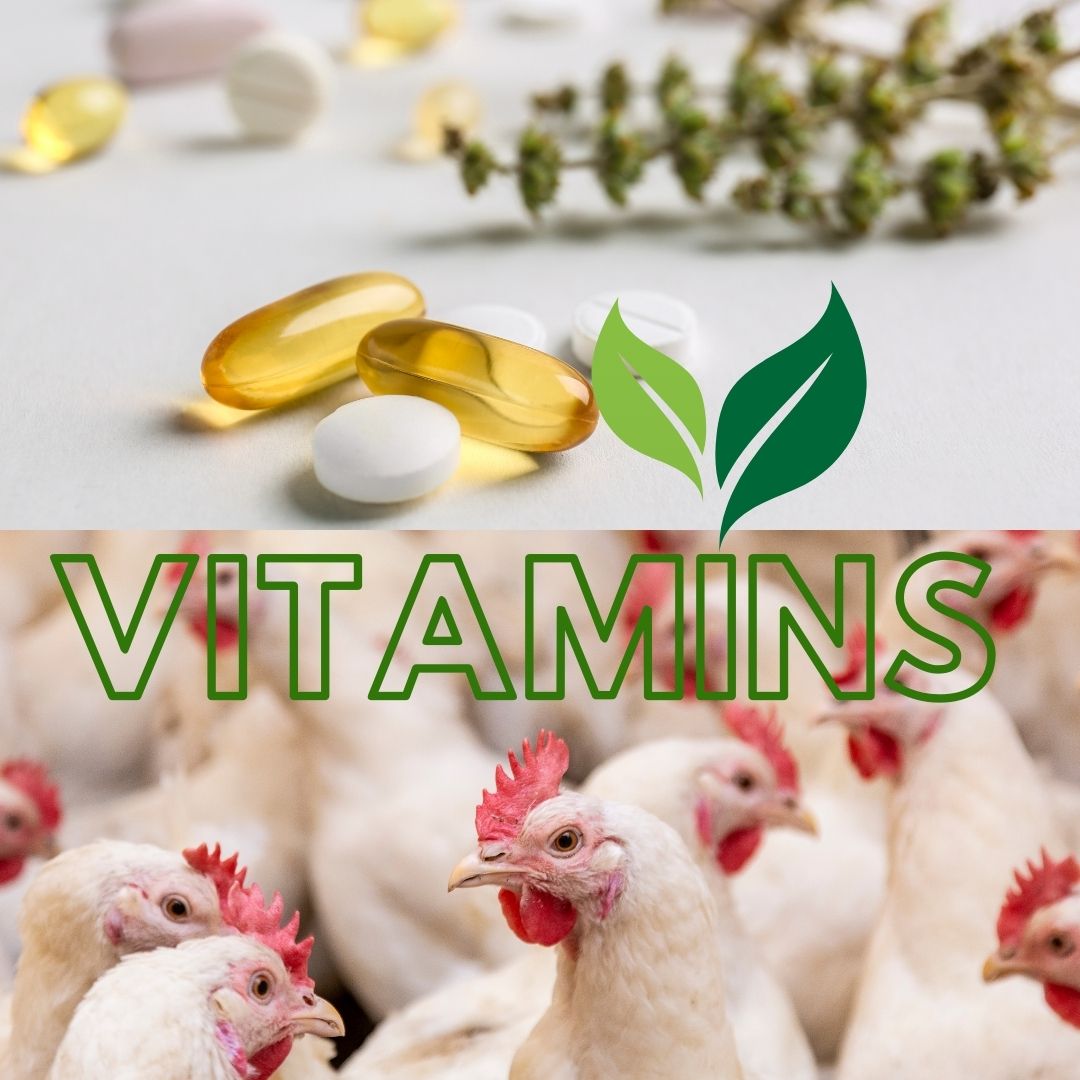 Maximizing Productivity of Poultry Herds with Natural Vitamins