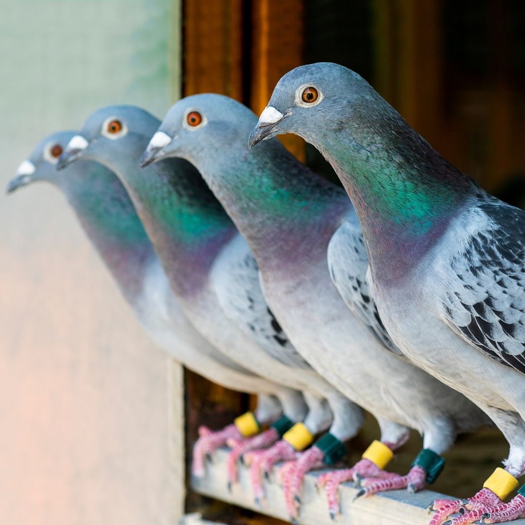 Soaring Through Summer: The Season for Homing Pigeon Competitions