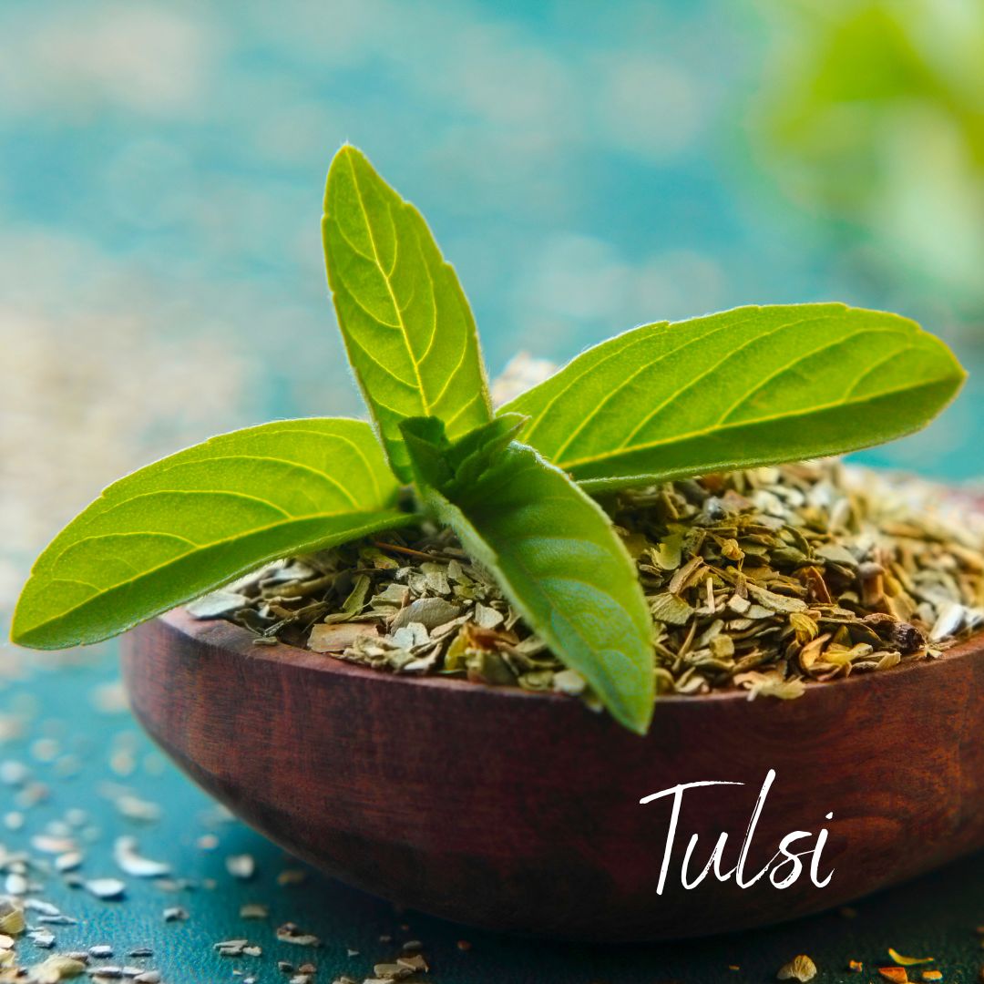 The Wonders of Tulsi: Exploring the Sacred Herb of Ayurveda